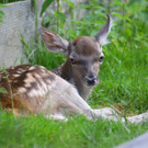 Wildpark Feldkirch17.jpg