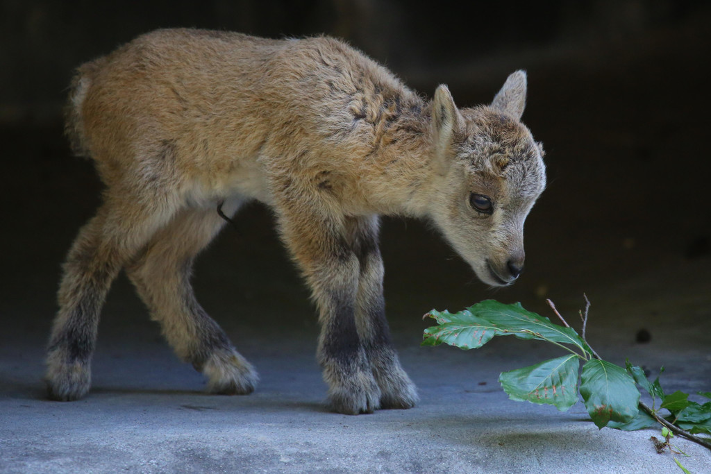 Wildpark Feldkirch16.jpg