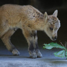 Wildpark Feldkirch16.jpg