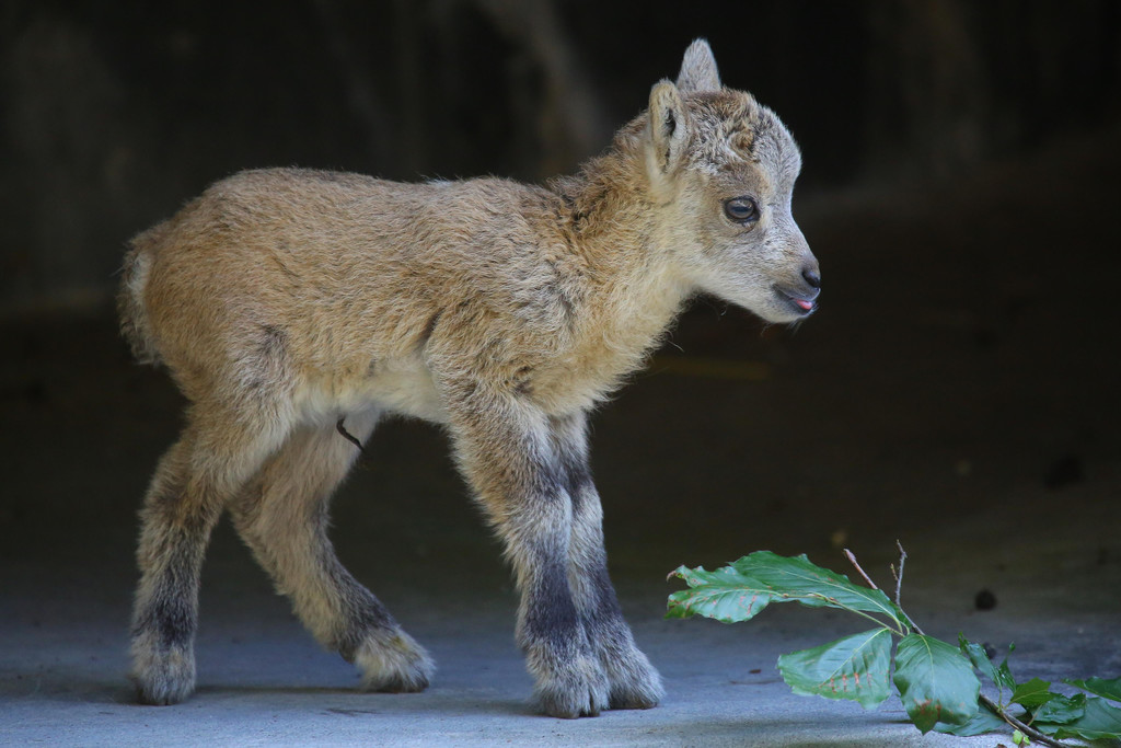 Wildpark Feldkirch15.jpg