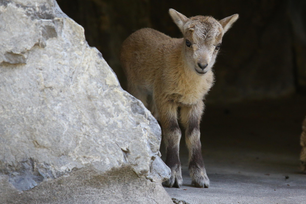 Wildpark Feldkirch09.jpg