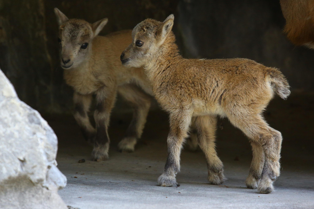 Wildpark Feldkirch08.jpg