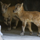 Wildpark Feldkirch08.jpg