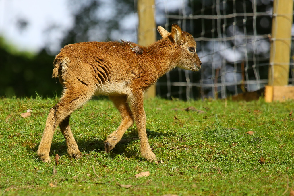 Wildpark Feldkirch02.jpg