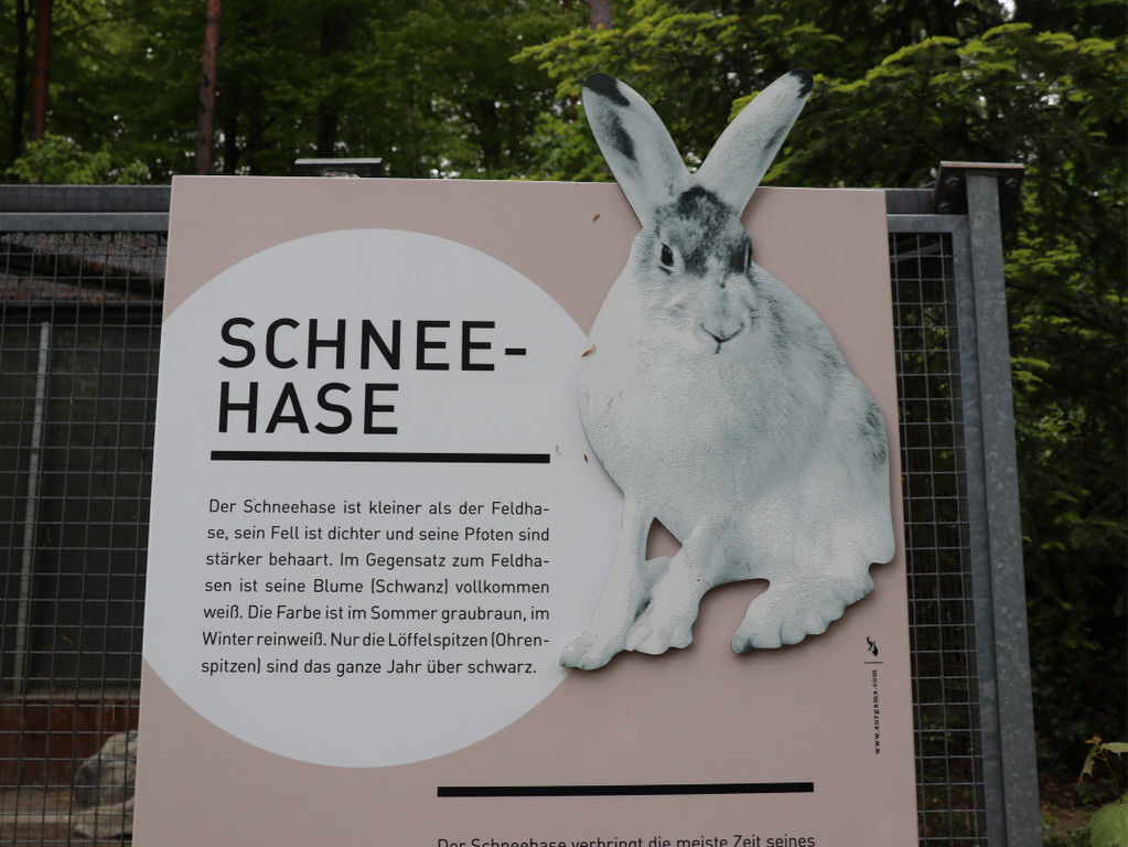 KOE_Wildpark Tierpate Schneehase 1.jpg