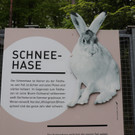 KOE_Wildpark Tierpate Schneehase 1.jpg
