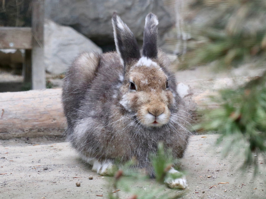 KOE_Wildpark Tierpate Schneehase 4.jpg