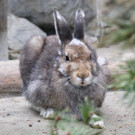 KOE_Wildpark Tierpate Schneehase 4.jpg