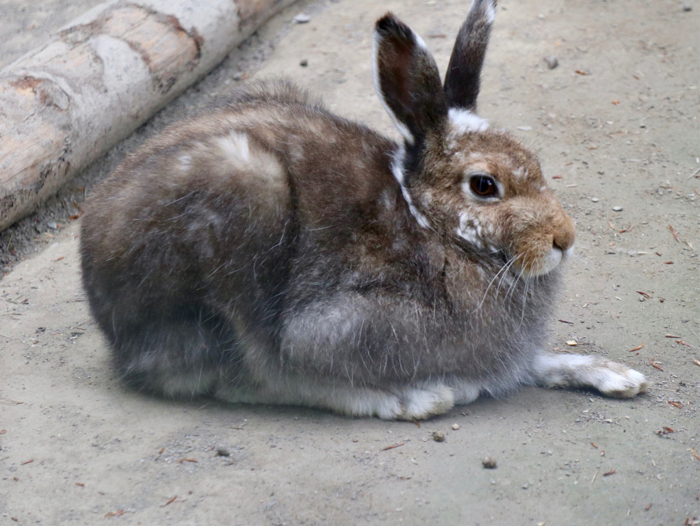 KOE_Wildpark Tierpate Schneehase 5.jpg