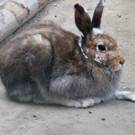 KOE_Wildpark Tierpate Schneehase 5.jpg