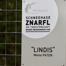 KOE_Wildpark Tierpate Schneehase 7.jpg