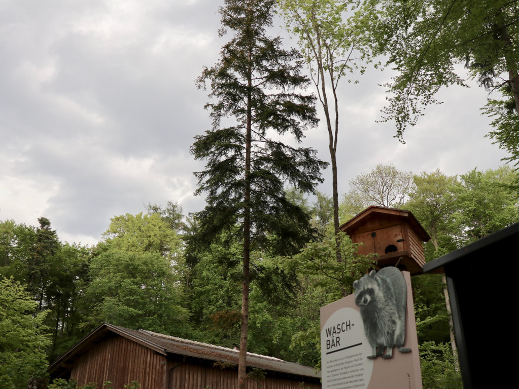 KOE_Wildpark Tierpate Schneehase 8.jpg