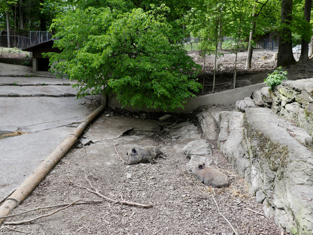 KOE_Wildpark Tierpate Schneehase 12.jpg