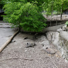 KOE_Wildpark Tierpate Schneehase 12.jpg