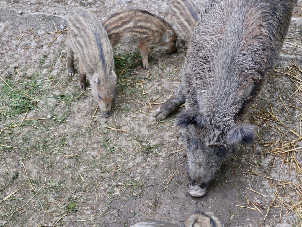 KOE_Wildpark Tierpate Schneehase 13.jpg