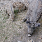 KOE_Wildpark Tierpate Schneehase 13.jpg