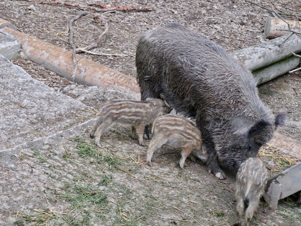 KOE_Wildpark Tierpate Schneehase 14.jpg