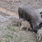 KOE_Wildpark Tierpate Schneehase 14.jpg
