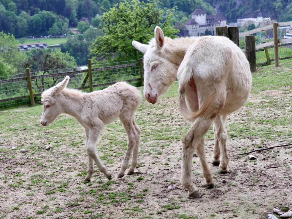 KOE_Wildpark Tierpate Schneehase 15.jpg