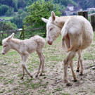 KOE_Wildpark Tierpate Schneehase 15.jpg