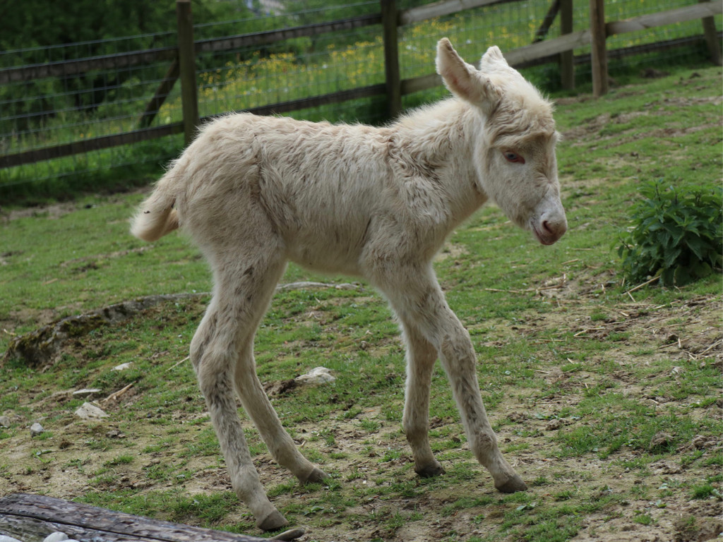 KOE_Wildpark Tierpate Schneehase 16.jpg