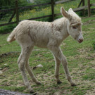 KOE_Wildpark Tierpate Schneehase 16.jpg