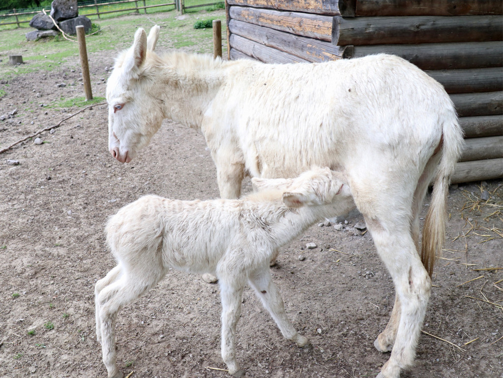 KOE_Wildpark Tierpate Schneehase 17.jpg