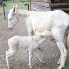 KOE_Wildpark Tierpate Schneehase 17.jpg