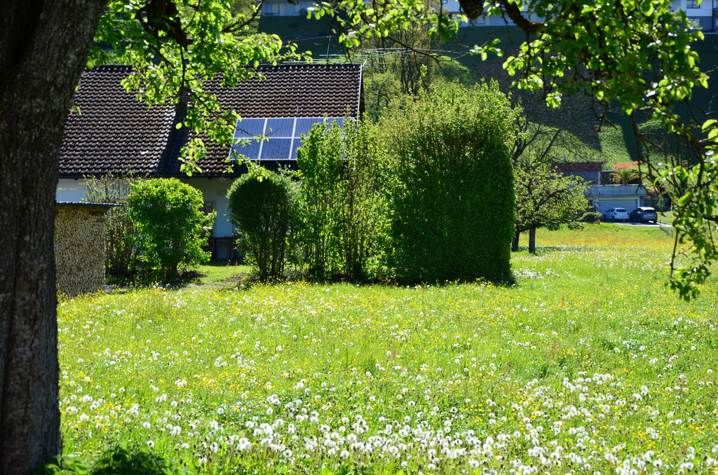 Natur 300417_1.JPG
