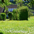 Natur 300417_1.JPG