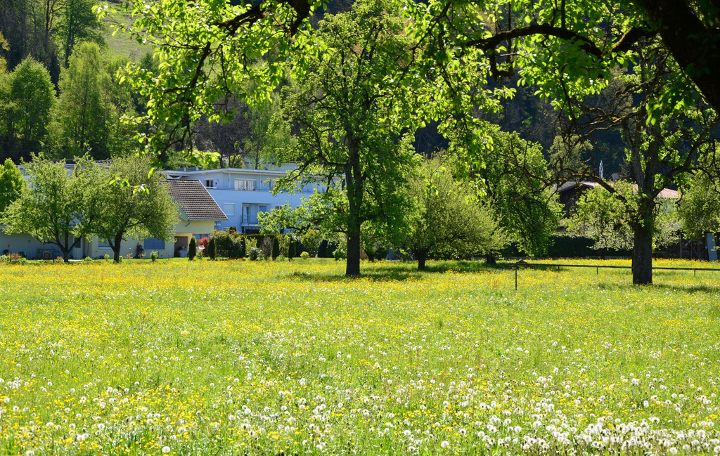 Natur 300417_5.JPG