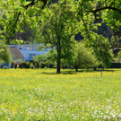 Natur 300417_5.JPG