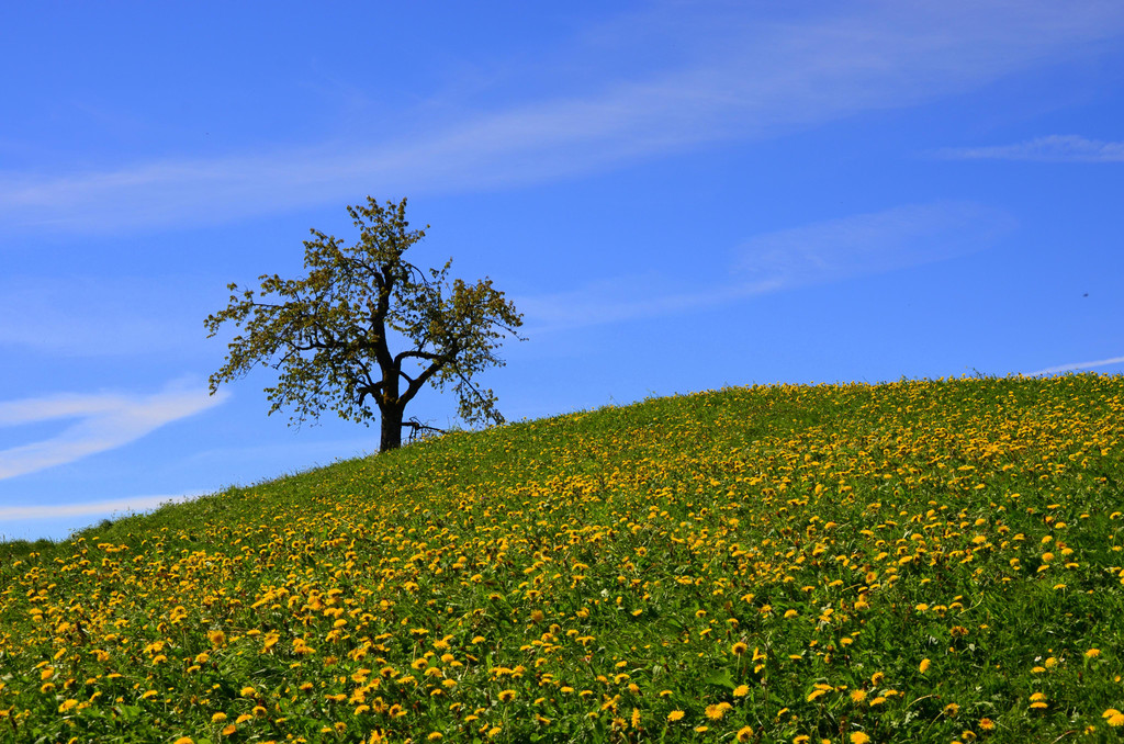 Natur 300417_9.JPG