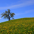 Natur 300417_9.JPG