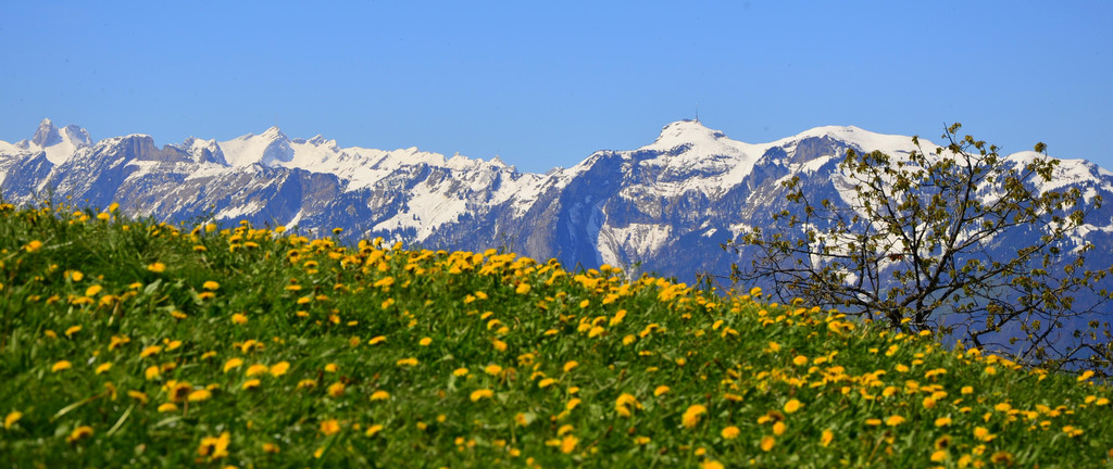 Natur 300417_11.JPG