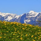 Natur 300417_11.JPG
