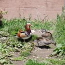 DSC_0739.jpg