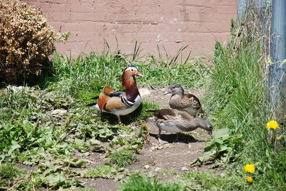 DSC_0739.jpg