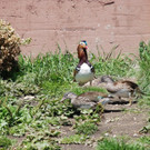 DSC_0740.jpg