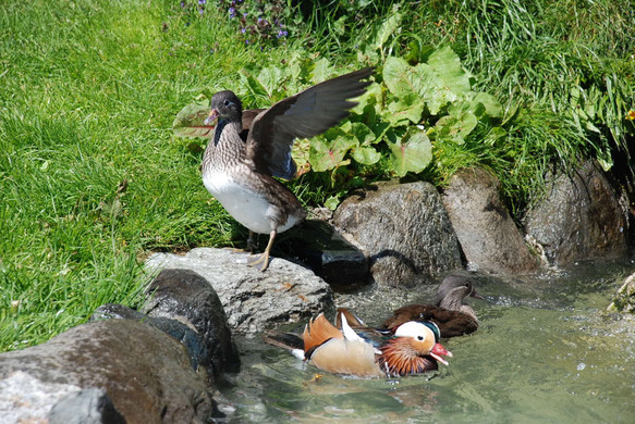 DSC_0829.jpg