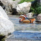 DSC_0931.jpg