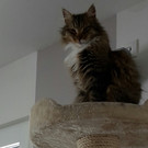 Kater Cäsar