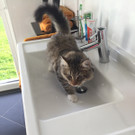 Kater Cäsar