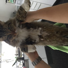 Kater Cäsar