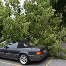 Sturm in Wien: Bilder der Einsätze