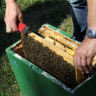 Tag des offenen Bienenstocks