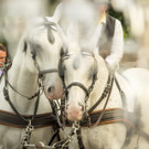 Eroeffnung Wienissimo - Festspiele - 22_05_2017-35.jpg