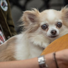 Eroeffnung Wienissimo - Festspiele - 22_05_2017-156.jpg