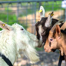 Tierausstellung