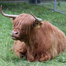 Tierausstellung 2011183.jpg